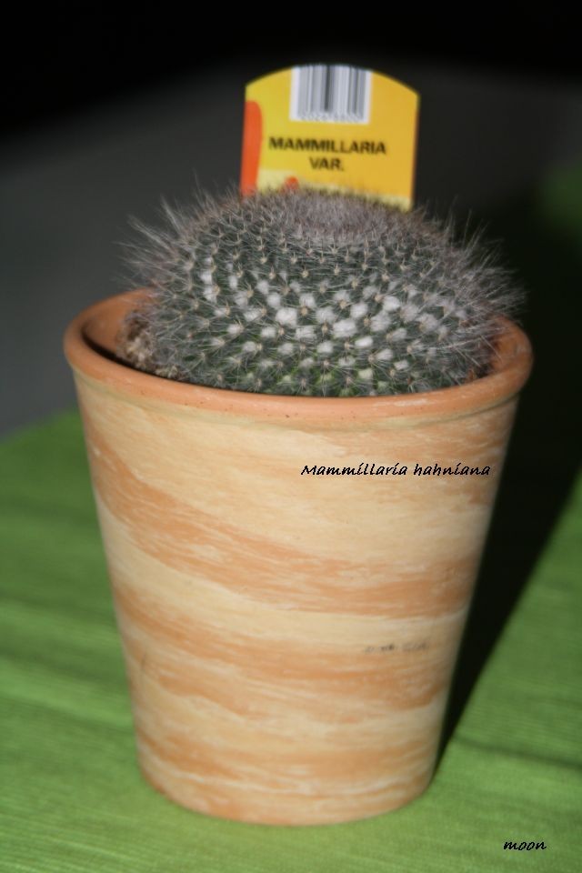 Mammillaria hahniana